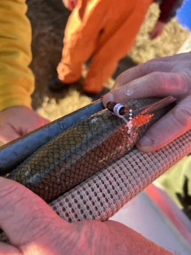 Angler assistance needed for Muskegon River whitefish study